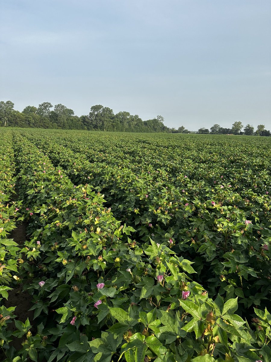 Lomax (@zlomax98) on Twitter photo 