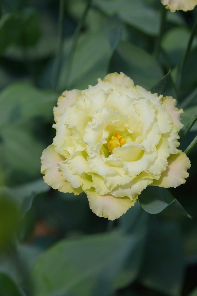 The final cut flower farm the KHC team visited for Kentucky Grown Cut Flower Month was River Bend Blooms in Scottsville, Kentucky! Check out Dakota's design video at the link below!

River Bend Blooms Arrangement: youtu.be/n_HpPlC4Jaw