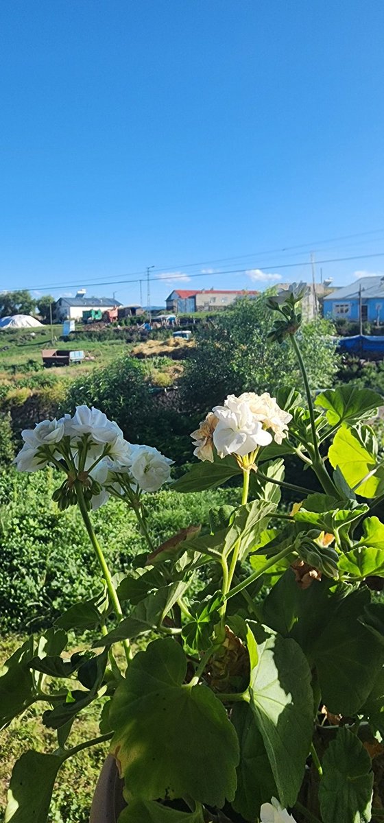 Doğa iyileştirir,
Yeşil sakinleştirir ☘️
#sarıkamış