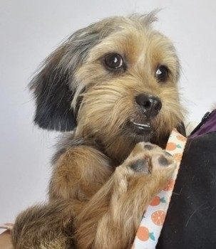 millypod1's tweet photo. 🆘31 JUL 2024 #Lost MURPHY #ScanMe
YOUNG Black/Tan/Ginger Shih Tzu Cross Female
Roman Way #Dordon #Tamworth #Staffordshire #B78 https://t.co/cE4CHxsGlz https://t.co/yIHJO2STo7
