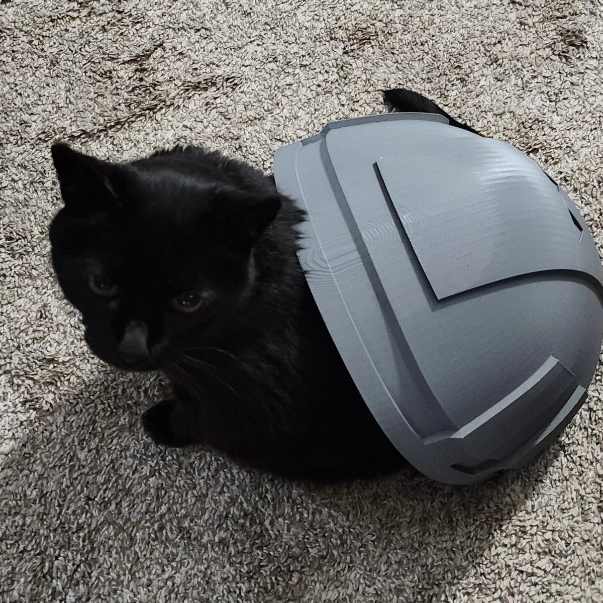 PrintedDiff's tweet image. While working on a custom Mandolorian commission, I stumbled across the rare Legendary Turtle-Cat! Make sure you give it a good pet for good luck before continuing your journey across the Galaxy!