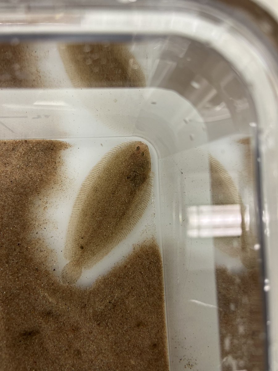 Marion Lefebvre du Prey (@marion_ldp) on Twitter photo 8 months ago, these rooms were empty and I didn’t know anything about fish husbandry.
Today I am running experiments in the amazing <a href="/BrixhamLab1/">Brixham Laboratory</a> to calibrate indices of growth for juvenile sole, for my PhD.
What an amazing journey, and it is just the beginning.. stay tuned !🐟 8 months ago, these rooms were empty and I didn’t know anything about fish husbandry.
Today I am running experiments in the amazing <a href="/BrixhamLab1/">Brixham Laboratory</a> to calibrate indices of growth for juvenile sole, for my PhD.
What an amazing journey, and it is just the beginning.. stay tuned !🐟