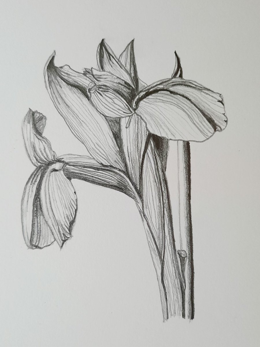 Done! #study #drawing #drawingart #sketchart #flower #Iris