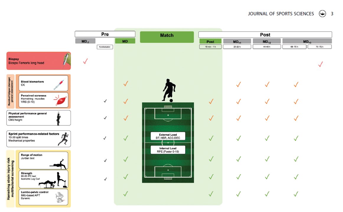 Hamstrings on focus: Are 72 hours sufficient for recovery after a football (soccer) match? A multidisciplinary approach based on hamstring injury risk factors and histology

tandfonline.com/doi/full/10.10…