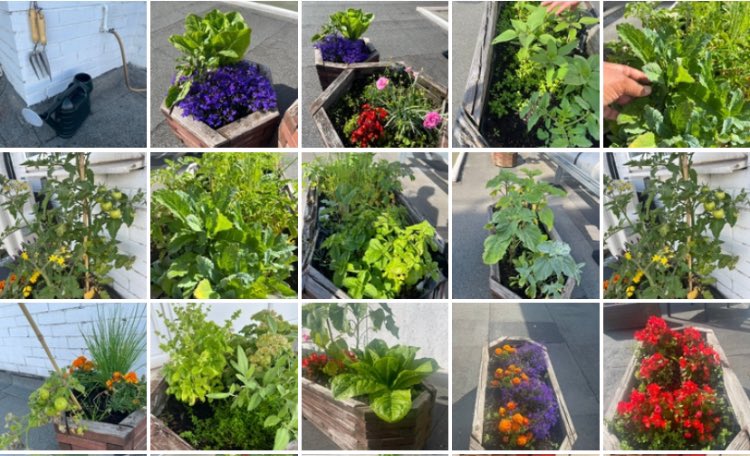 olulat3's tweet photo. Great progress on P.P #SDC #project! Staff enjoy eating from their produce and a great relaxing place 🙌🙌 #Wellbeing #staffmotovation #positivepractice @andrebadarau @SigsworthJanice @MLU_PTE @ImperialPeople @ImperialNHS https://t.co/HhuPT31XXB