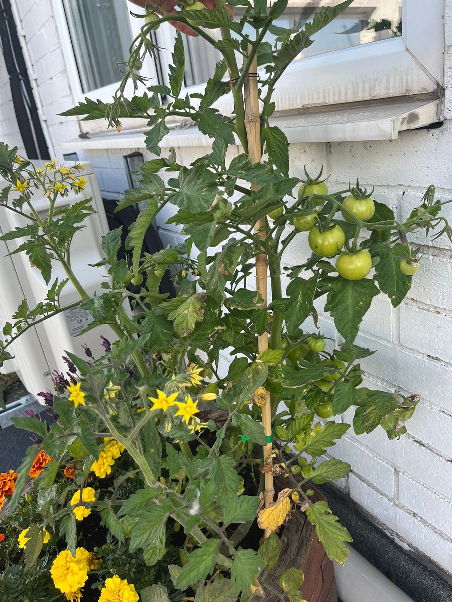 olulat3's tweet photo. Great progress on P.P #SDC #project! Staff enjoy eating from their produce and a great relaxing place 🙌🙌 #Wellbeing #staffmotovation #positivepractice @andrebadarau @SigsworthJanice @MLU_PTE @ImperialPeople @ImperialNHS https://t.co/HhuPT31XXB