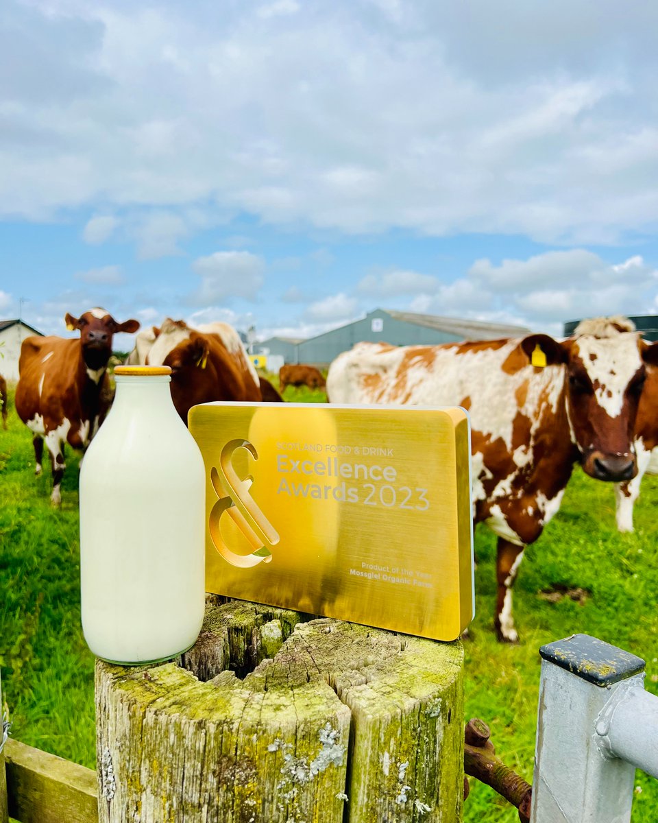 MossgielFarm's tweet photo. Bring Home Olympic Gold 🥇While the athletes strive for Olympic gold, you can bring home your own with Mossgiel's 'Gold Top' cow with calf milk. Rich, creamy, and packed with goodness—it's our gold medal winner! 🥛💛 #GoldTop #OlympicGold #MossgielMagic #CowWithCalf #Organic https://t.co/mnlnCEq1kG