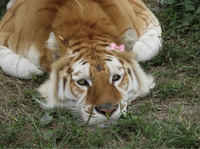 animals wearing bows tweet media