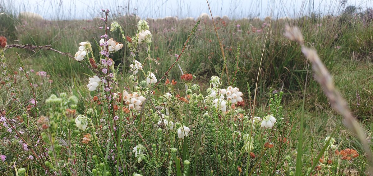 FritsvanLaar's tweet photo. Zo nu en dan kom je weleens een plukje witte #Dopheide tegen..
#Dwingelderveld #AchtertZaand https://t.co/gtHCKdMFMo