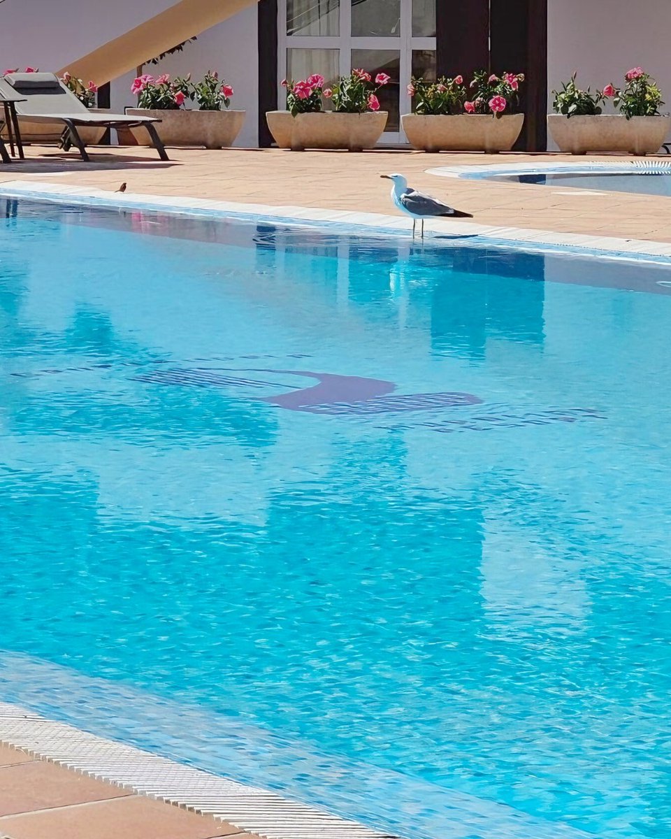 NuramarResort's tweet photo. ¿Un baño solitario en la piscina? 😅🤟
Escapa de la rutina y visita Menorca, relájese y disfrute 
Nuramar Resort
𝓲. Info ↴
・reservation@nuramar.com
・https://t.co/NHELT1wgbn
#nuramarresort #calaenbosch #menorca #baleares  #igersbalears #igersmenorca @NuramarResort https://t.co/rrHgaFi5Ae