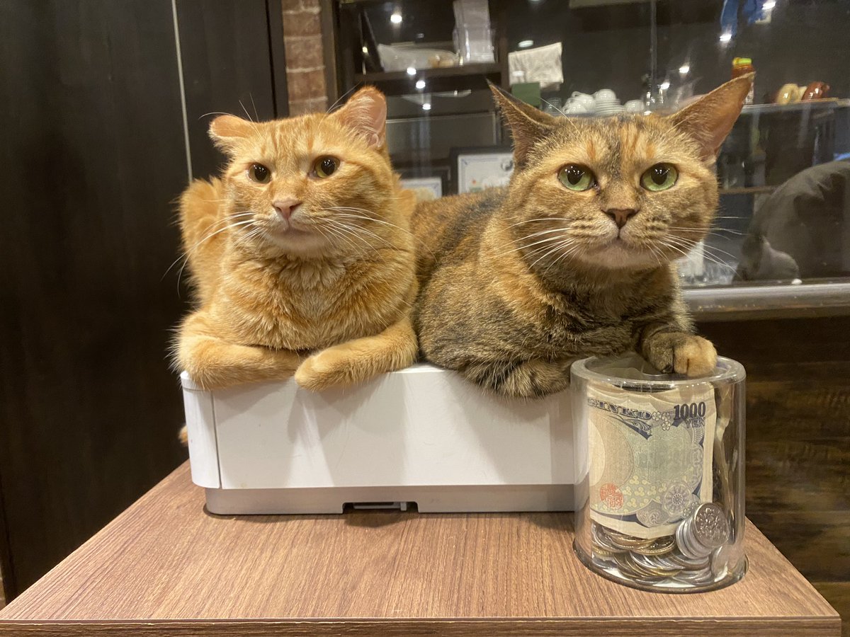 Yadorigi_Cafe's tweet photo. あっという間の週末です！
華の金曜日に猫様に囲まれて過ごしてはいかがでしょう🐱❤️
ご来店お待ちしております✨

【#宿木予約状況】
2
13時 5○
15時 3○
17時 〜 5○

3
11時 6○
13時 4○
15時 4○
17時 3○

4
11時 ◎
13時 7○
15時 7○
17時 7○

#ダイチ
#はな https://t.co/VM9U9IaI9m