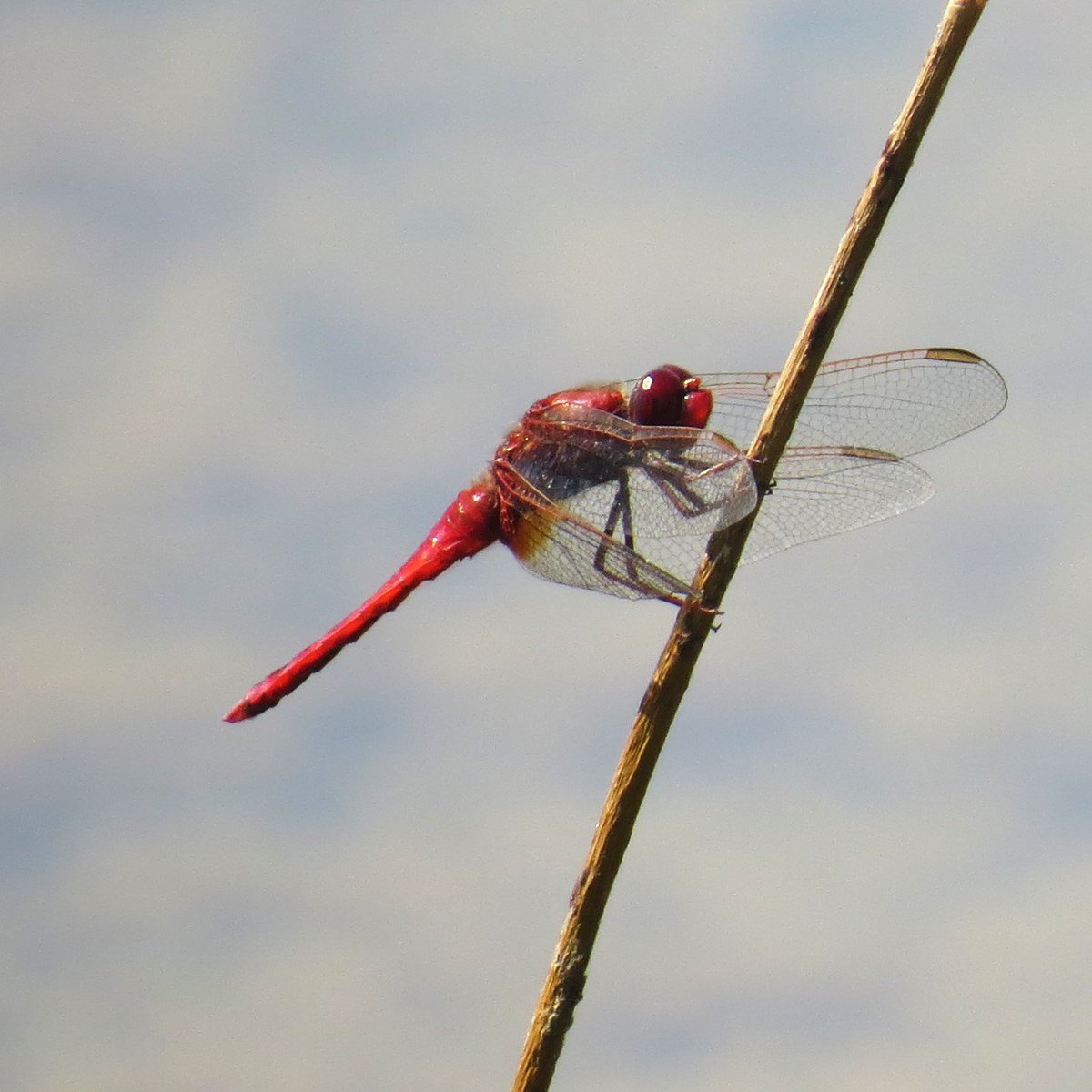 Scarlet Darter from Dorset.