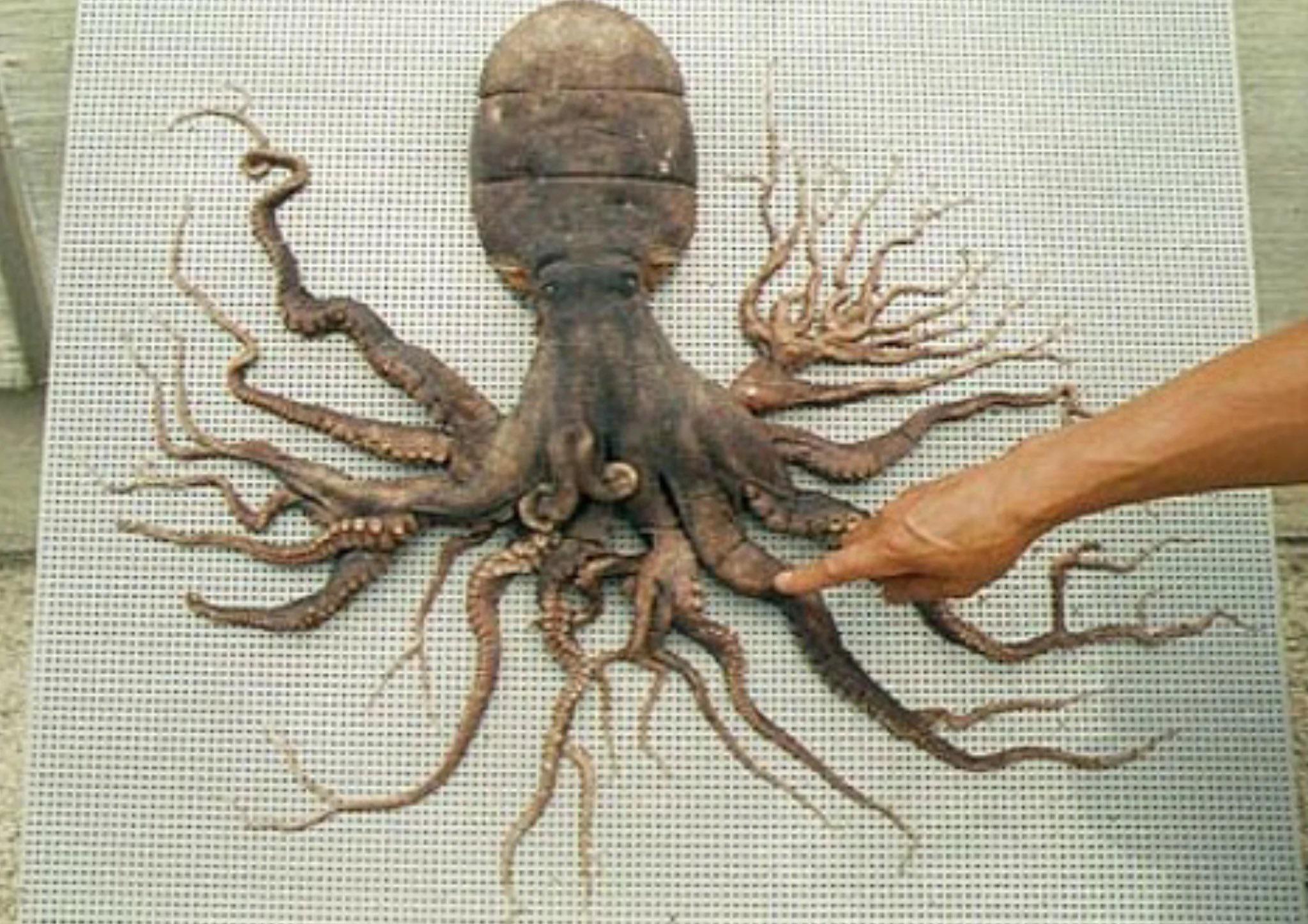 その他 octopus Octopus Toy Orange, Museum Quality Rubber Hand Painted 5