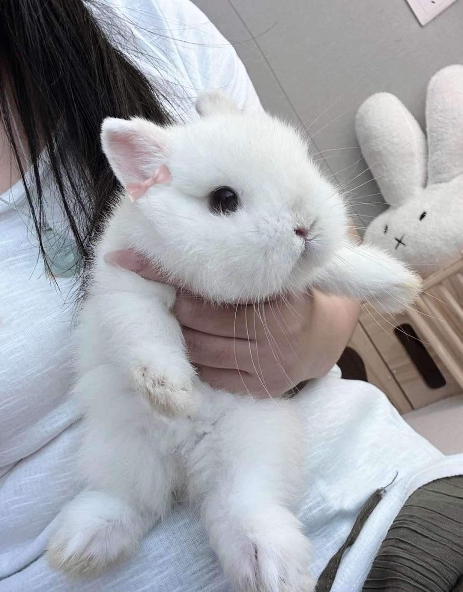 bunnies with bows (@bunnieswbows) on Twitter photo 