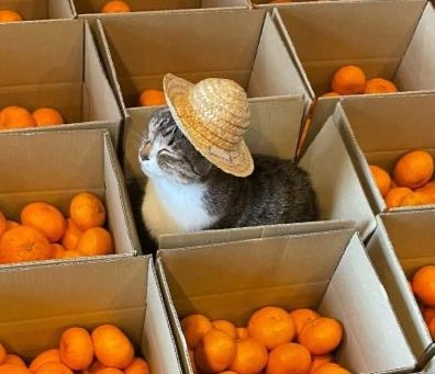 san as cats 🐈 (@sanascatss) on Twitter photo 