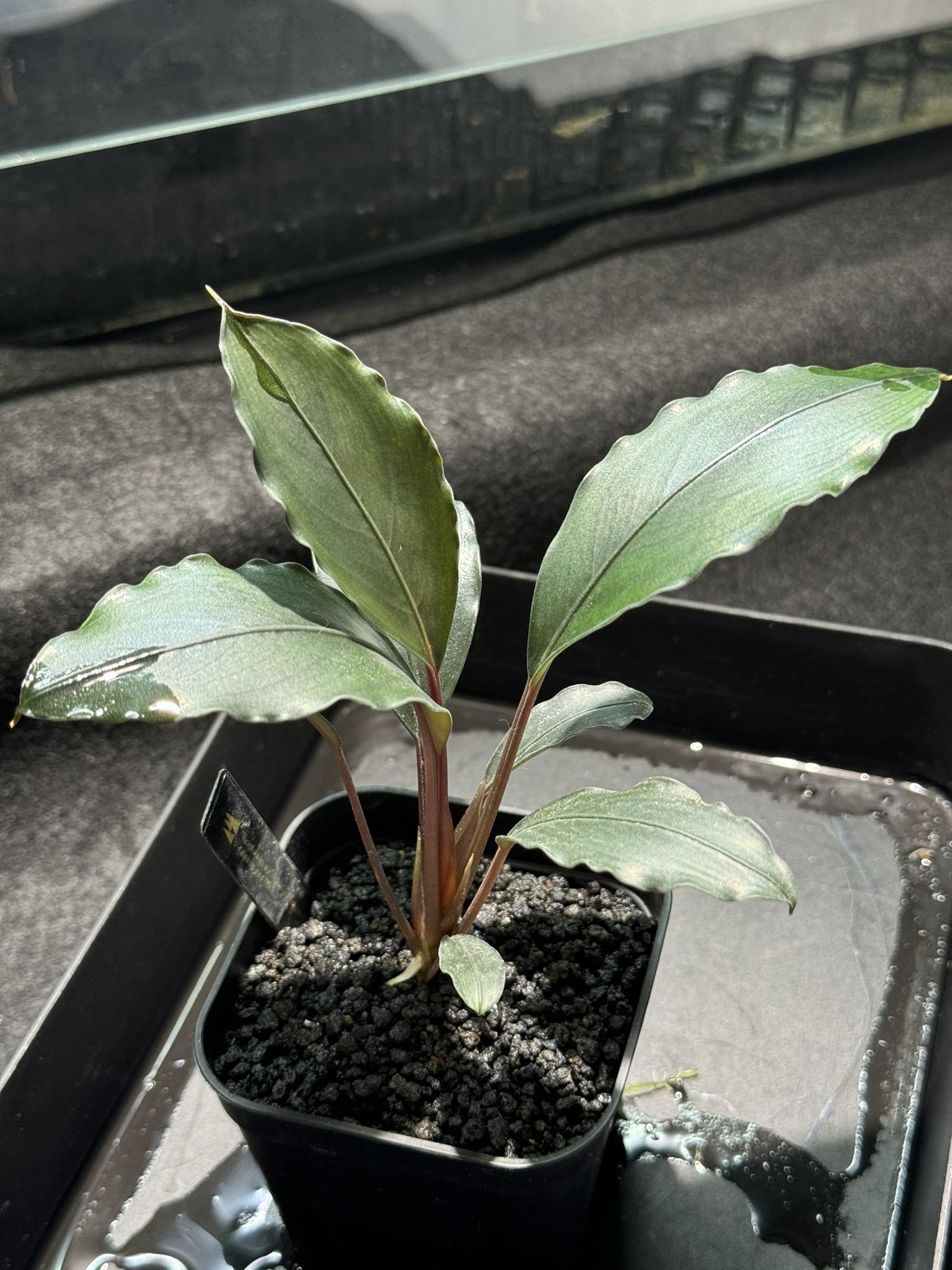 Bucephalandra sp.Akantha Entikong【TB】 Bucephalandra sp