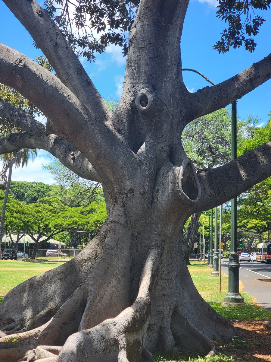 Day one in #Hawaii was a lot of walking, with lots of food, beach, sun, trees, drinks and cats. Oh and a monk seal for good measure.