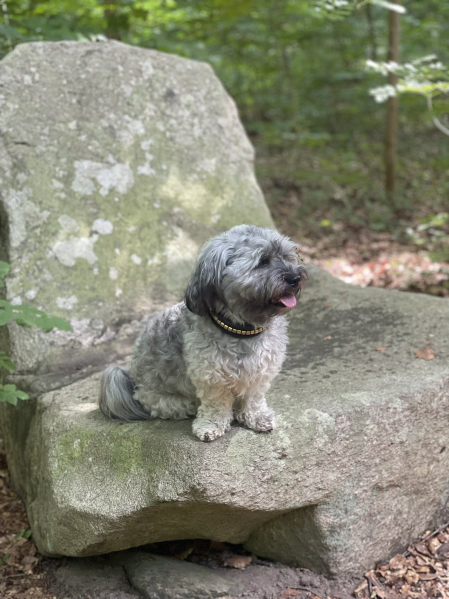 kiwithedoge's tweet photo. Can you see the troll? Road trip, troll, and castle visit. According to an old legend, only animals and children can see the trolls in the forest.
#Scandinavianlegends #legend #mysticalcreatures #journey #Roadtrip #DogsOnTravel #TravelingWithDogs #Casttle https://t.co/c4FIgVa1Sq