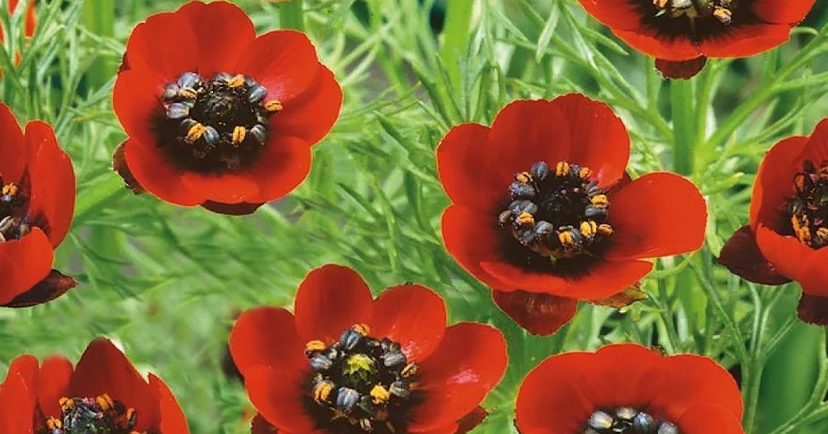 Happy_Flowers9's tweet photo. FFF658 - ADONIS https://t.co/sSGOGuxsI4 https://t.co/cMMgdEPp3h