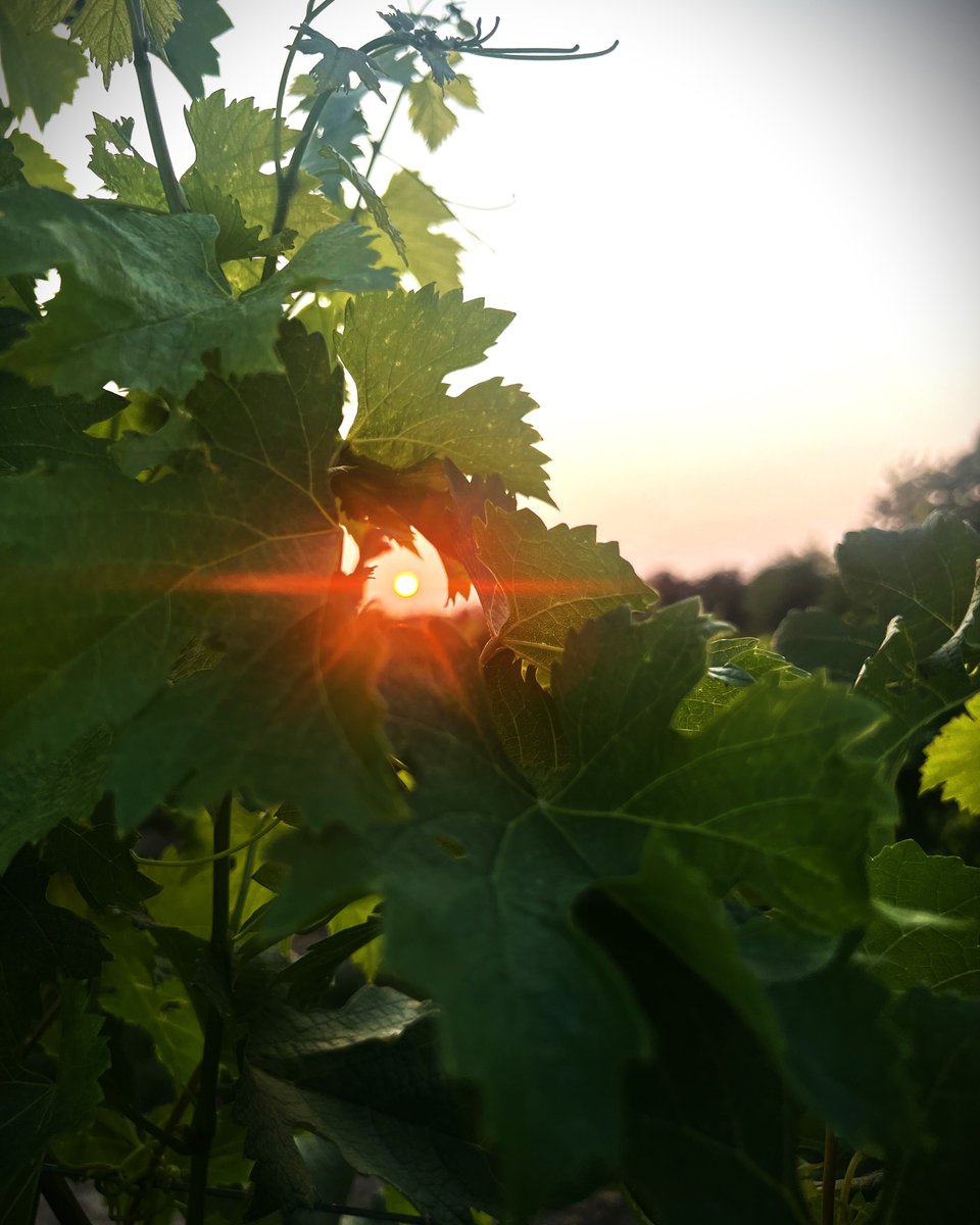Philobendorf's tweet photo. I had a great time enjoying the beautiful summer weather last weekend.

My sincere wish is that everyone has the opportunity to revel in this splendid weather and discover their own moment of tranquility. 

I wish everyone a wonderful long weekend ahead!

------

#NatureReset https://t.co/OdqxNVTDga
