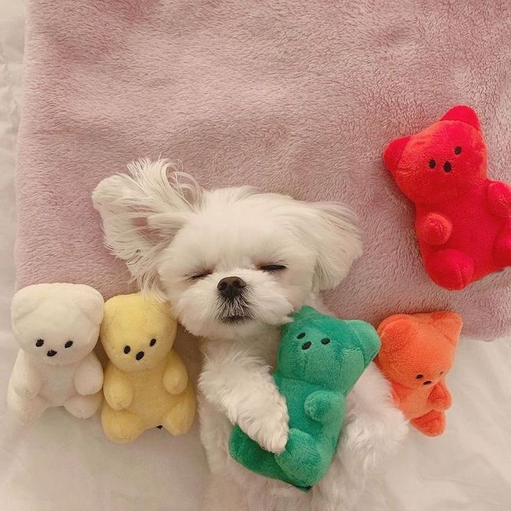 twaniimals's tweet photo. ㅤ https://t.co/QfWm2mYOpW