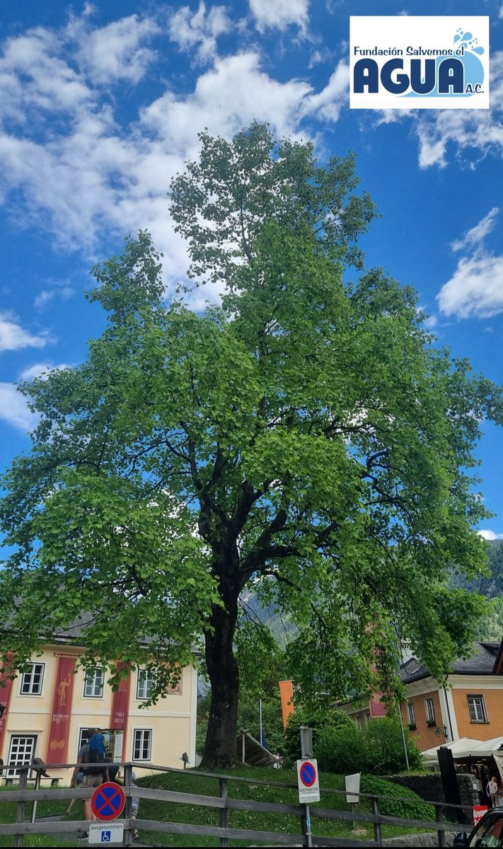 Fundación Salvemos el Agua A.C. tweet media