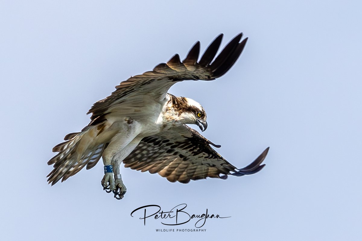 Peter Baughan tweet media