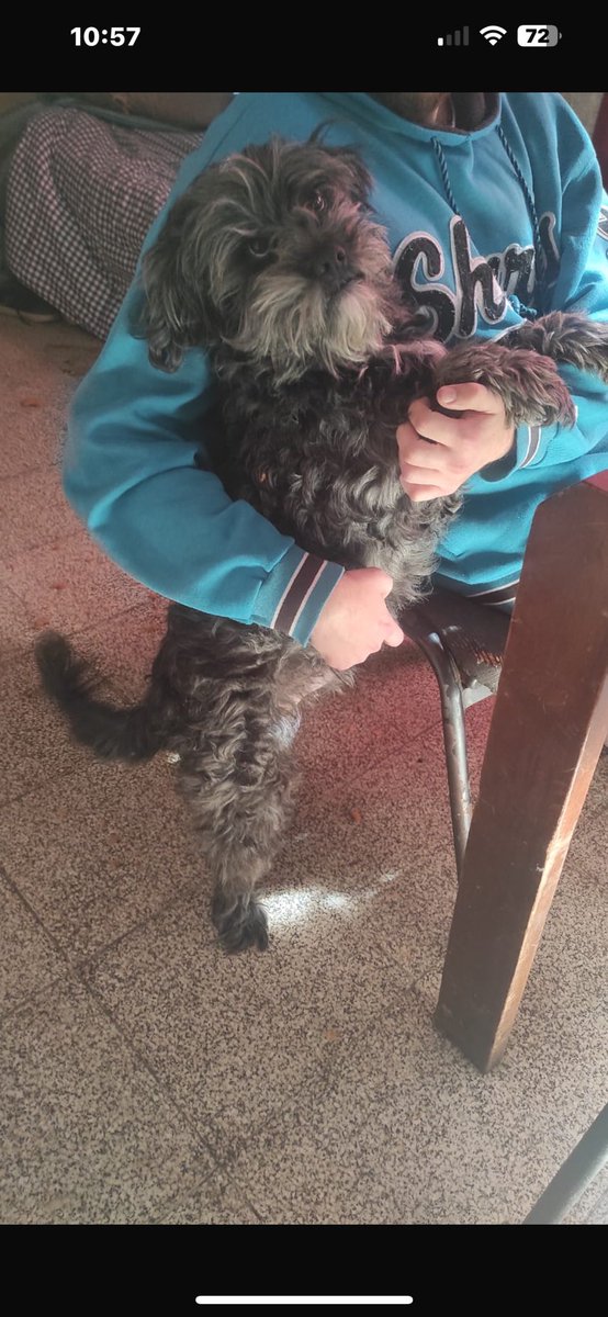Este gordo está en adopción, su papá Humano está muy enfermo y no lo puede Cuidar, tiene 4 años,  se entrega castrado.
<a href="/salvinamusica/">LaReinaDeLosHurones🇺🇦🎗️</a>