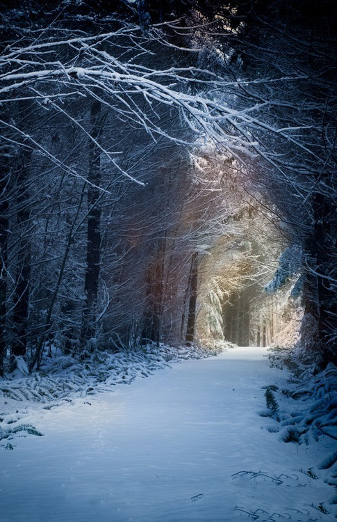 realfoxd's tweet photo. Snow Path, Washington #SnowPath #Washington https://t.co/dCzW8SSAc8 https://t.co/OibLeo7vZV