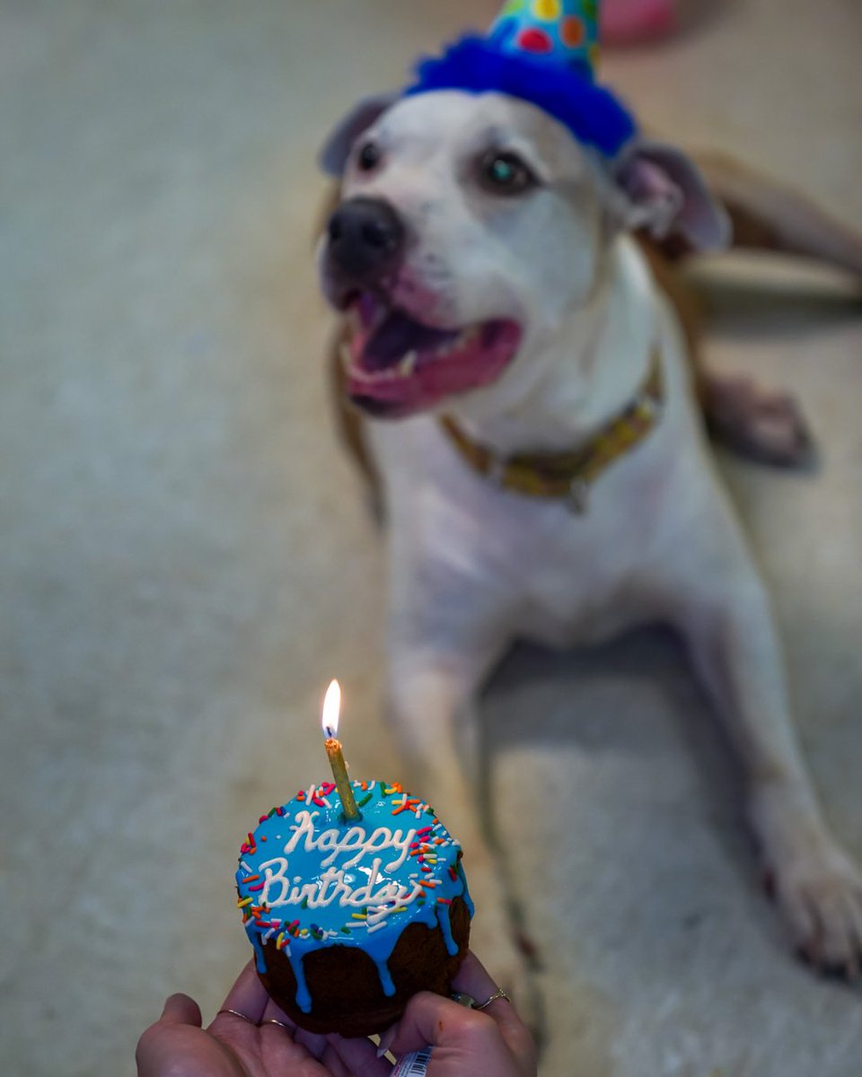Treat our shelter pups this #Dogust, the universal shelter pup birthday! 🥳

Will you help us celebrate our shelter dogs by donating b-day gifts from our wishlist? amzn.to/4c8bc5B 🎂