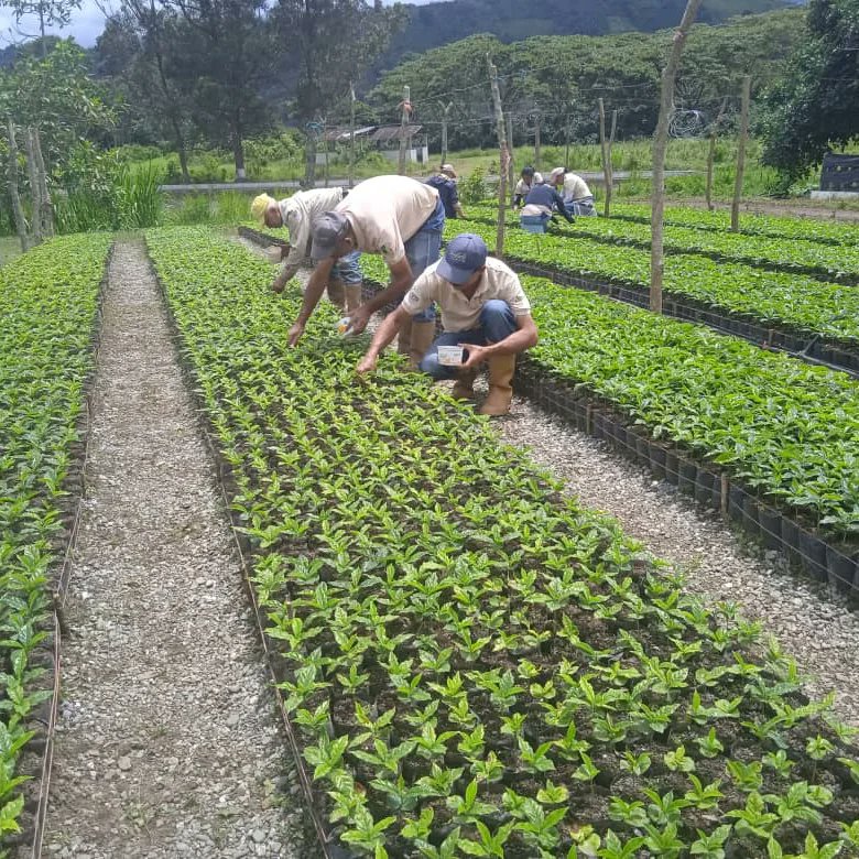#VenezuelaEsPaz 🇻🇪 Trabajadores de la Unidad de Producción Social "Argimiro Gabaldón", en Boconó estado Trujillo realizan labores de mantenimiento en vivero, sembrando la Patria de café.
¡Porque somos un pueblo de trabajo y de paz! 

@nicolasmaduro
@minagriculturav
@wcastropsuv