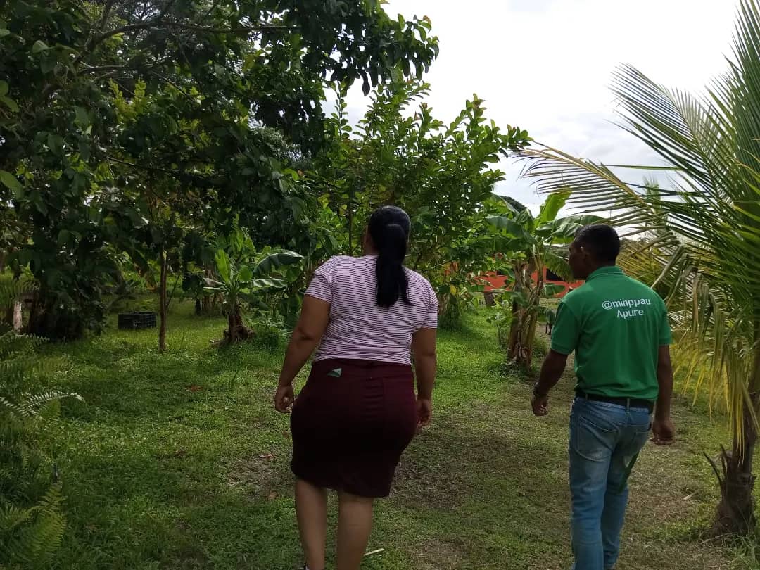 🌱 Técnico de <a href="/apure_minppau/">VICEAGROURBANA_APURE OFICIAL</a>, visitó la UP "Don Emilio" en la Pqa. El Recreo, Mpio. San Fernando, la cual se dedica a la cría animal y la producción de rubros vegetales y frutales, beneficiando a la comunidad con la venta de alimentos a precios solidarios.

#PuebloDeJusticia