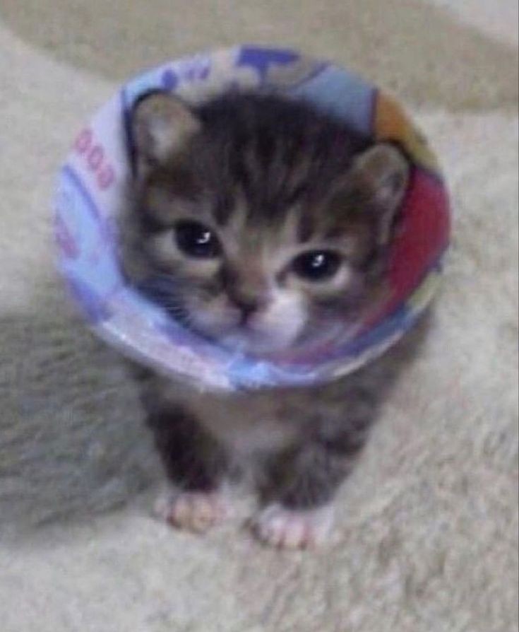 smol silly cat tweet media
