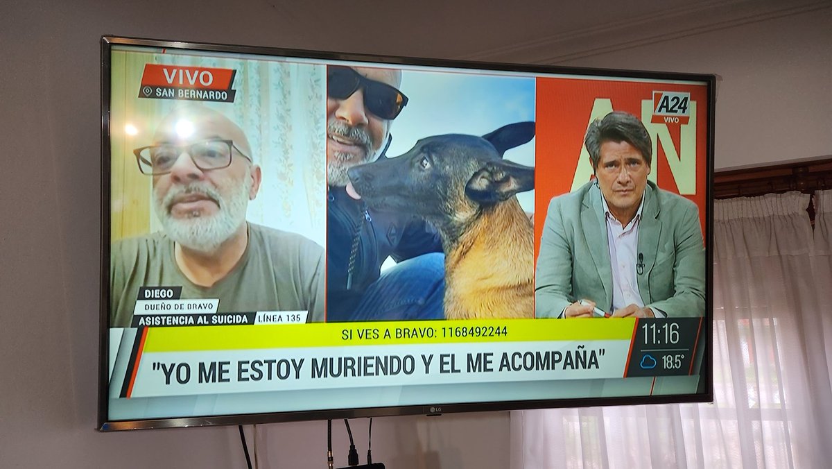 SE BUSCA URGENTE ZONA SAN BERNARDO LAS TONINAS ES DE VIDA O MUERTE XFAVOR COMPARTIR 1168492244 DIEGO ES EL DUEÑO #SOLIDARIDAD #PERROS #Sanbernardo #lacosta