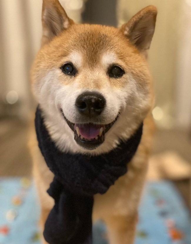 MaruTaroCoin's tweet photo. Happy $MARU!

#ShibaInu $SHIB $NEIRO $DOGE $KABOSU https://t.co/NoZ5bkFmzO