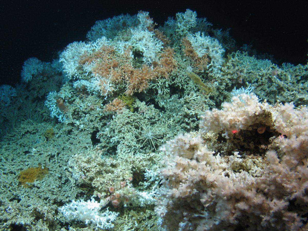 🌊 New <a href="/UCC/">UCC Ireland</a>  research finds microplastics in North Atlantic deep waters &amp; corals, are probably from our clothes.
 
The study from Dr Alicia Mateos Cárdenas, Prof Andy Wheeler and Dr Aaron Lim is published in <a href="/ElsevierConnect/">Elsevier</a> Marine Pollution Bulletin.

ucc.ie/en/sefs/news/2…