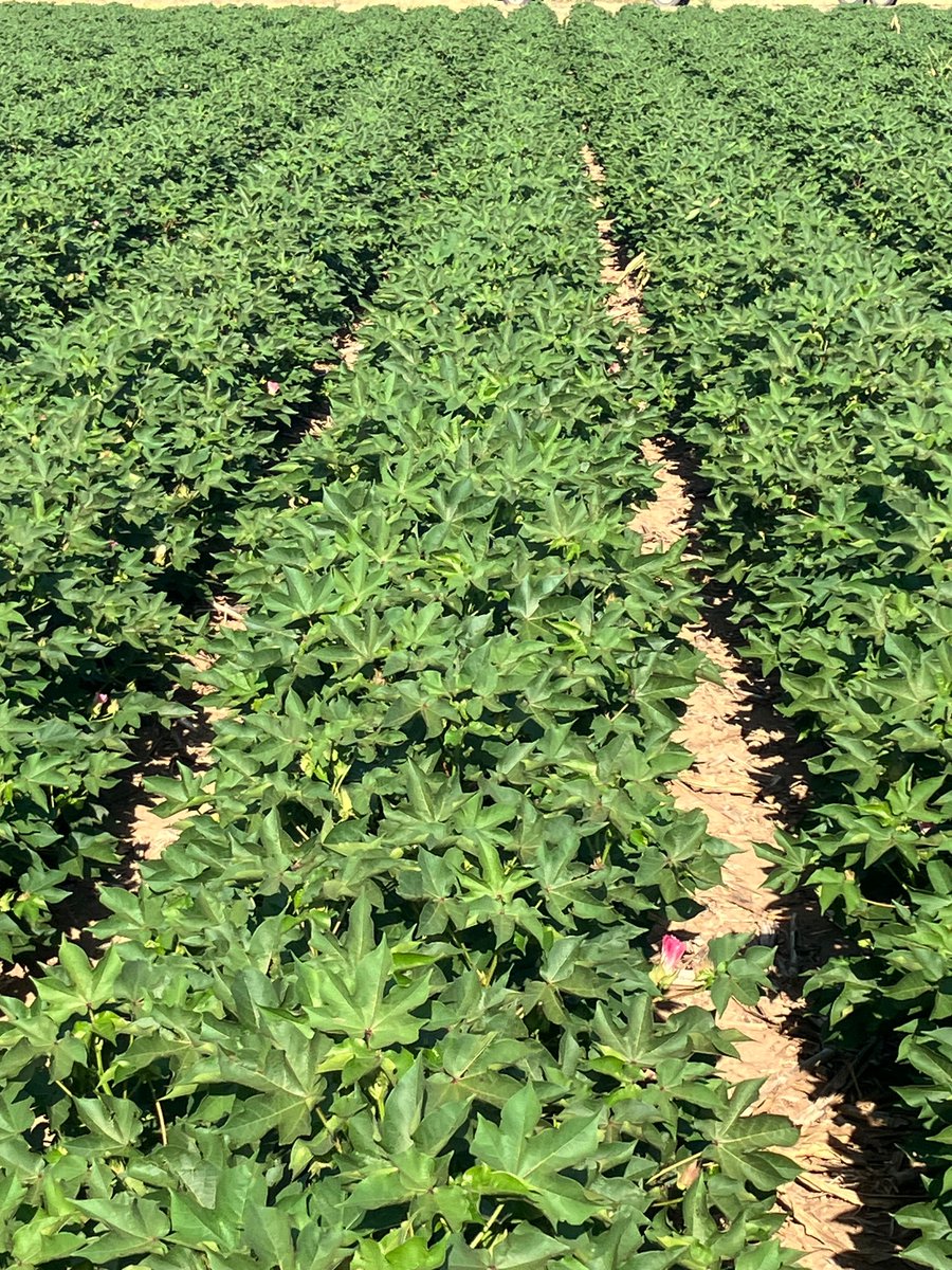 Phytogen 205 - April 29 planted
40” rows on drip