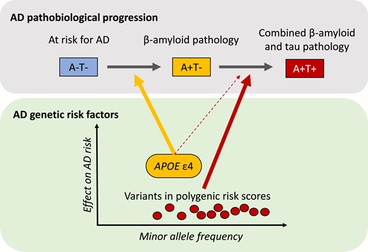 Disentangling genetic risks for development and progression of Alzheimer’s disease

New scientific commentary by Niklas Mattsson-Carlgren tinyurl.com/4p5shuwp