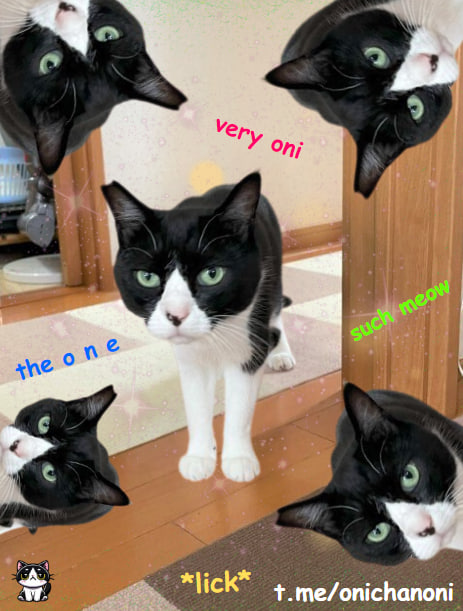 onichansol's tweet photo. *lick* the o n e very $oni such meow *lick*

https://t.co/HDdDwV9aPq https://t.co/y4UgYUUGtL