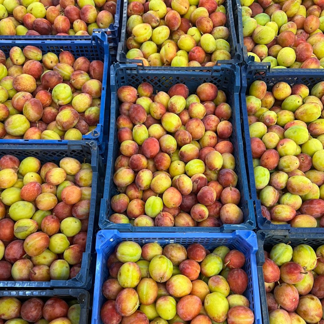 rushtonsgrocer's tweet photo. British Victoria plums have a honeyed sweetness, perfectly balanced by a subtle acidity. Their skin is red to purplish in colour with a characteristic mottled pattern. https://t.co/9qeHZdb4EY