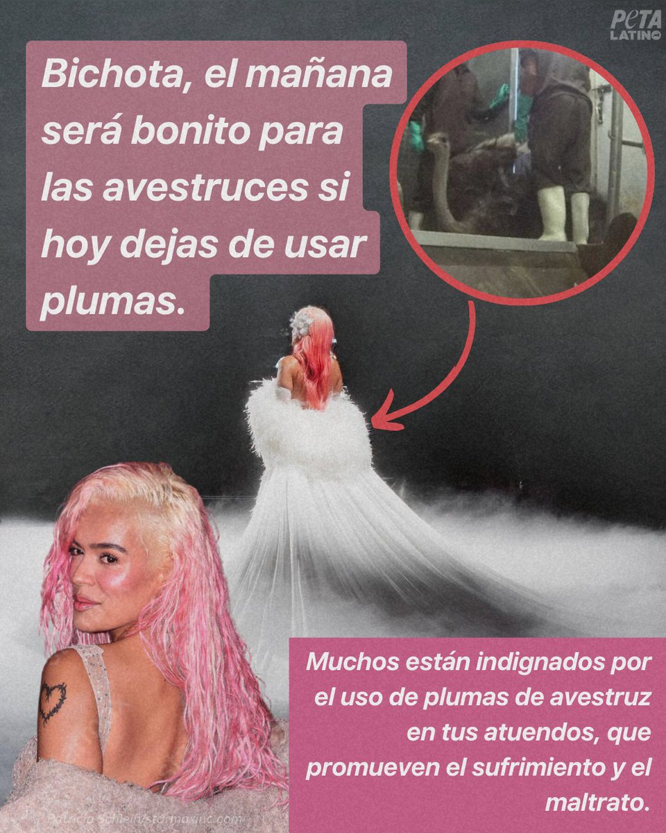 PETA_Latino's tweet photo. Cuando se usan avestruces para la moda, los trabajadores los inmovilizan a la fuerza, aturden con descargas eléctricas y les cortan la garganta. Luego, arrancan las plumas de sus cuerpos y los desollan y desmiembran.

@karolg , los avestruces también merecen respeto. Considera usar plumas sintéticas para tus outfits y así proteger a estos hermosos animales. 🩷

Actúa por los avestruces en el link https://t.co/9ysL3THUHq