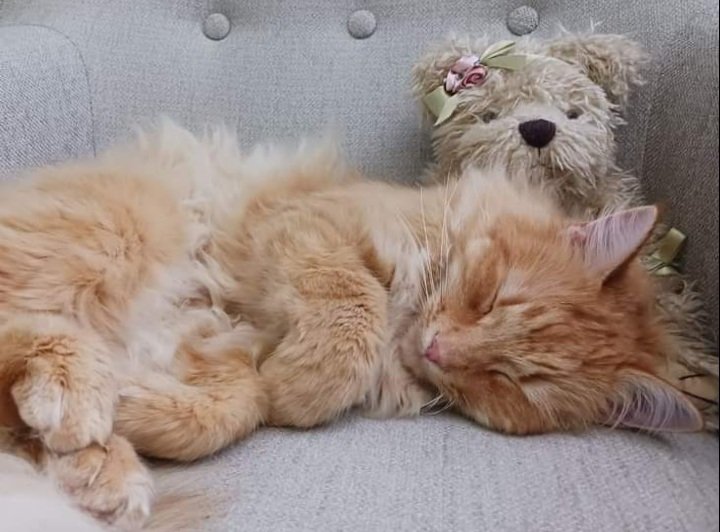 TheSwedishSaga's tweet photo. Today I celebrate 2 yrs as a home owner. The first one to greet me welcome was the neighbours cat Tiger, so it is only appropriate that we celebrate together today. By cat standard that mean sleep from 9AM to 6PM in my comphy chair,head resting in the teddy bears lap
#InMyHouse https://t.co/UBHpGvWiYk
