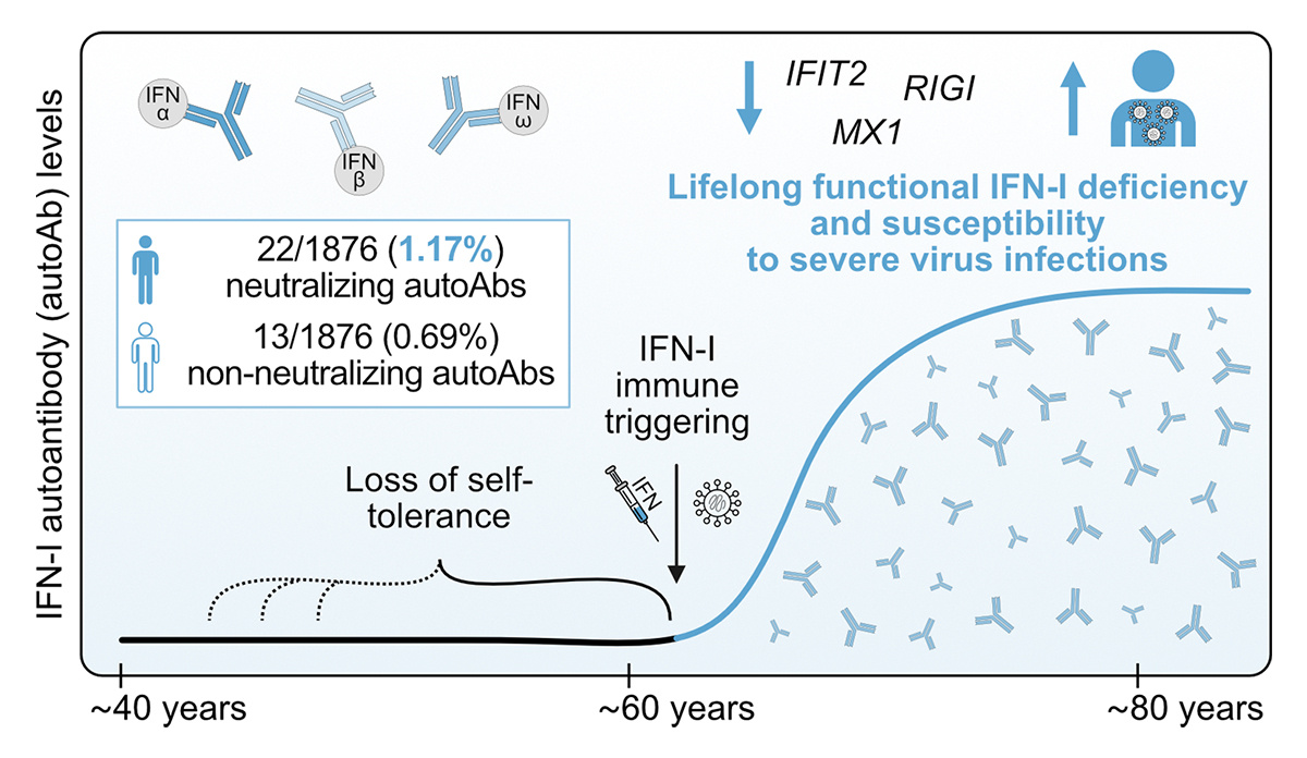 Journal of Experimental Medicine (@jexpmed) on Twitter photo .<a href="/SonjaFernbach/">Sonja Fernbach</a>, Mair, <a href="/BenHalePhD/">Ben Hale</a> <a href="/UZH_Virology/">UZH Medical Virology</a> and colleagues dissect how rare anti-IFN-I autoantibodies develop and weaken defenses over time, making some individuals more susceptible to infections. hubs.la/Q02H58D10
#Autoimmunity #Immunodeficiency #InfectiousDisease .<a href="/SonjaFernbach/">Sonja Fernbach</a>, Mair, <a href="/BenHalePhD/">Ben Hale</a> <a href="/UZH_Virology/">UZH Medical Virology</a> and colleagues dissect how rare anti-IFN-I autoantibodies develop and weaken defenses over time, making some individuals more susceptible to infections. hubs.la/Q02H58D10
#Autoimmunity #Immunodeficiency #InfectiousDisease