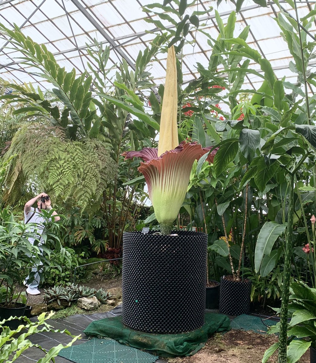 Blooming enormous…

Here’s amorphophallus titanium, the titan arum, at its sell-out show <a href="/TheBotanics/">Royal Botanic Garden Edinburgh</a> today. A plant superstar, blooms rarely and only for a day <a href="/TitanArumRBGE/">Titan Arum Edinburgh</a>