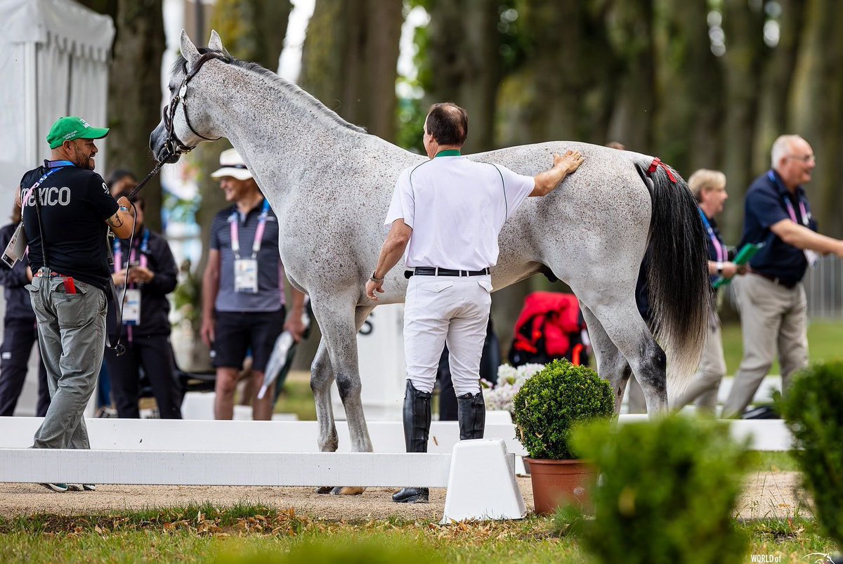 ¡A la final! 🇲🇽🐎

El equipo mexicano de salto ecuestre integrado por Eugenio Garza, Carlos Hank y Federico Fernández, clasifica por medallas al finalizar en la décima posición general de 20 equipos

#Paris2024 #JuegosOlímpicos #OlympicGames #México