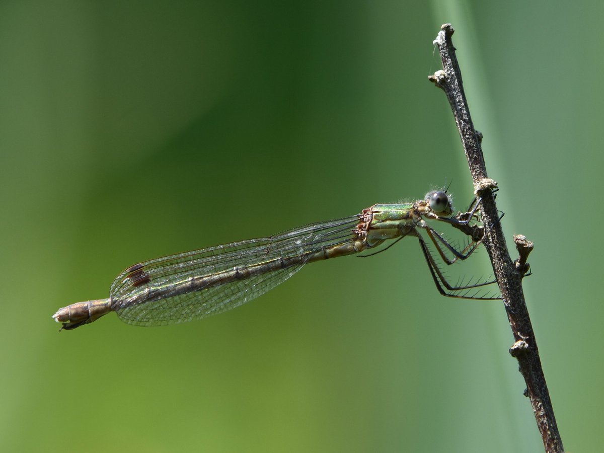 A male Southern Migrant Hawker at Pennan's Pool displayed nicely this morning. Plenty of other nice Odonata too. Great to catch up with <a href="/12broadbentm/">Matthew Broadbent</a>

Cornwall, 01/08/24