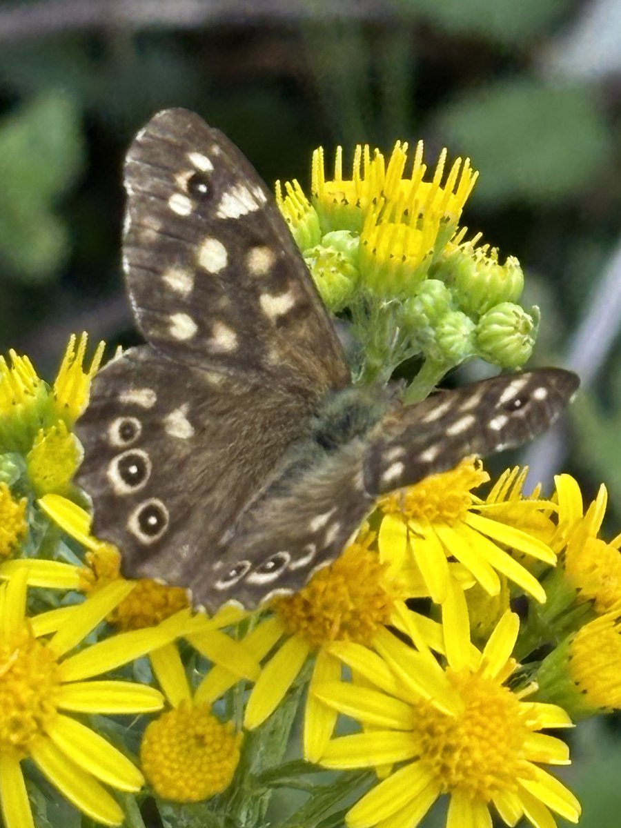 Birdmanbarry's tweet photo. At last! A butterfly - Speckled Wood enjoying some ragwort ⁦@BBOWT⁩ https://t.co/EHJ8mnFRFp