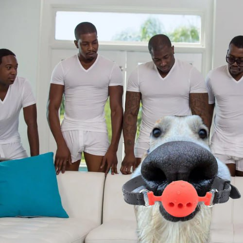 Tolerow's tweet photo. @brighterplays_ @SolJakey @goofcto $goof https://t.co/1Qc5riWFgr