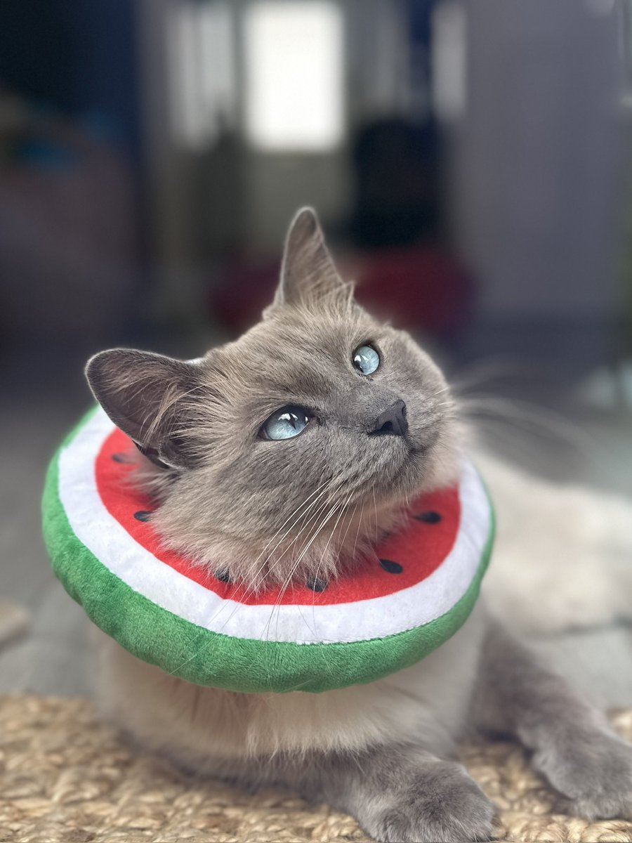 My sweet little Teddles got a job 😄 love creating pet content 🤍
#ugc #petugc #catugc #catcontentcreation #UGCcreator