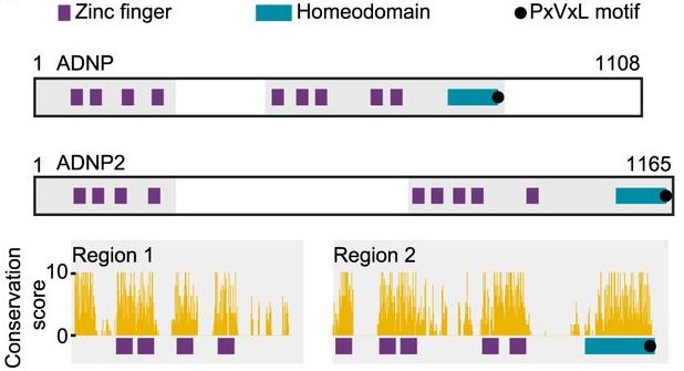 Genes & Development (@genesdev) on Twitter photo A novel protein complex, ChAHP2, is involved in silencing of ERVs and LINE1 elements, complementing the SINE-targeting ChAHP complex, to bring about efficient retrotransposon repression.
<a href="/MarcBhler4/">Marc Bühler</a> <a href="/JosipAhel/">Josip Ahel</a>
Learn more here:
➡️ tinyurl.com/gd351769 A novel protein complex, ChAHP2, is involved in silencing of ERVs and LINE1 elements, complementing the SINE-targeting ChAHP complex, to bring about efficient retrotransposon repression.
<a href="/MarcBhler4/">Marc Bühler</a> <a href="/JosipAhel/">Josip Ahel</a>
Learn more here:
➡️ tinyurl.com/gd351769